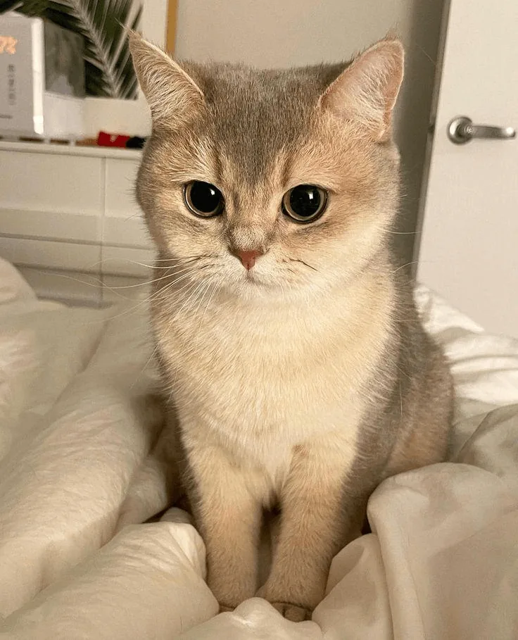 参考图 1:猫