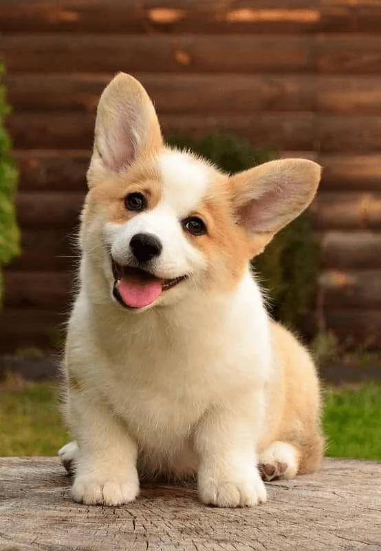 参考图 3:柯基犬